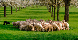 feed-my-sheep